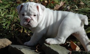 lovely english bulldog puppies for sale