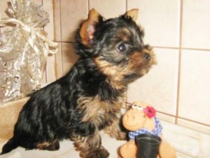 X-MAS*** Adorable Teacup Yorkie Puppies For Adoption***