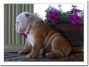 LOVELY MALE AND FEMALE X-MAS bull dog PUPPIES FOR sale