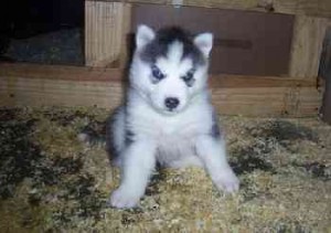 Siberian Husky