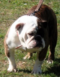 Intelligent English Bulldog Puppies