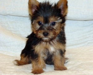 yorkshire terrier for xmas