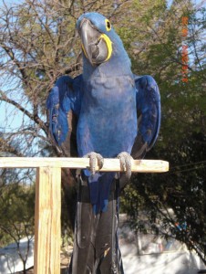 Adorable talking Blue Hyacinth Macaws TEXT VIA (513)900-1417