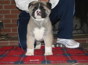 Awesome AKC Blue Eyes Siberian Husky pups For Christmas