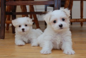 Beautiful maltese puppies for x. mas  text us at (307)271-6715