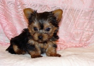 yorkshire terrier for xmas