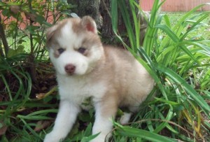 Awesome AKC Blue Eyes Siberian Husky pups For Christmas