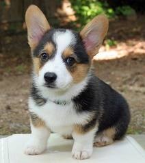 Sweet Male and female Pembroke Welsh Corgi Puppies