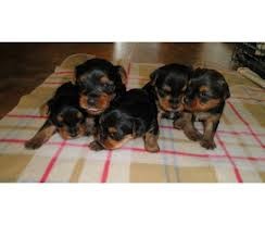 adorable yorkshier puppies for adoption