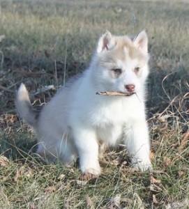 Male and female Seberian Husky puppies available