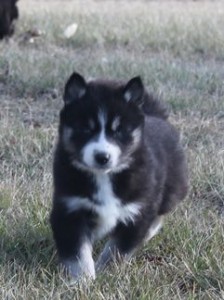 Seberian Husky puppies available