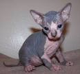 outstanding sphynx kittens for re-homing