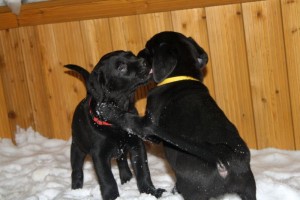 Labrador puppies available now!!&quot;