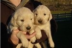 AKA Golden Retriever puppies for free adoption for your childrem at x-mas txt us at (701) 599-7624