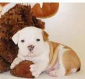 Sweet Male and Female English bulldog