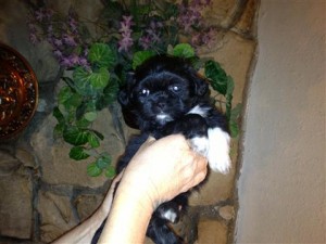 Lhasa Apso Puppies (AKC)