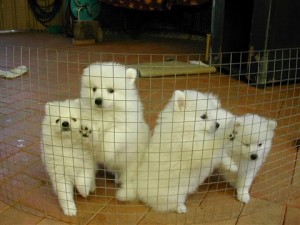 Christmas Japanese Spitz puppies for Carin