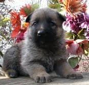 german shepherd puppies for good homes