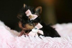 Male and Female Yorkies Puppies Ready For Christmas