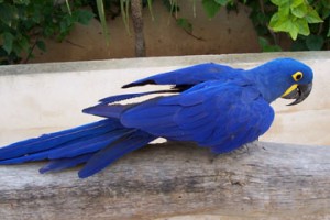 Hand-Tamed /Hand-Fed pair of Hyacinth Macaw Birds