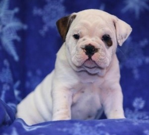 AKC English Bulldog Puppies For X-Mas