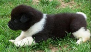 Akita Pup For Sale Genuine People Only