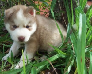 Quality Bred Kc Siberian Huskies**