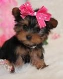 celebrity xmas Supper Cute Male and Female yorkie Puppies Pending New Homes