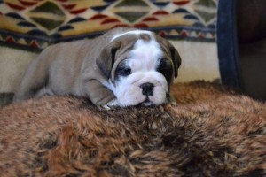 Akc English Bulldog Puppies Coming Soon (X Mass)