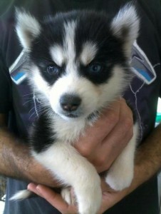 X-mas Siberian Husky  puppies (307) 344-3456