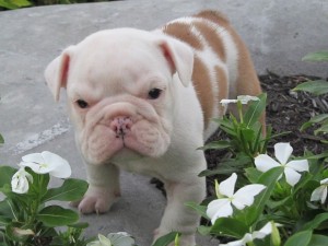 XMAS NICE BABY FACE Healthy English Bulldog Puppies For free.