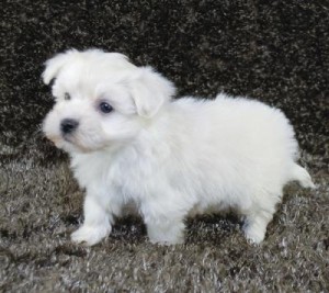 White Maltese puppies for XMAS/text me now at (804) 381-0921