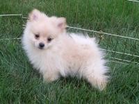 (XMAS)MALE AND FEMALE POMERANIAN PUPPIES FOR FREE ADOPTION!!!!