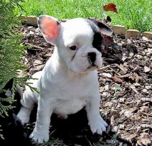 Wow!!!XMAS Male and Female french Bulldog, Puppies For Adoption.