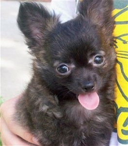 *** Adorable Tiny Chihuahua Puppies For free Adoption***