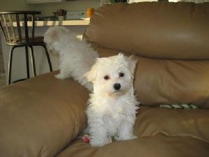 Cute X-Mas Maltese Puppies For Adoption