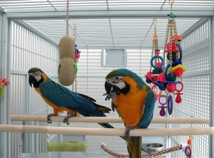 Blued and gold macaws