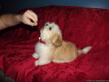 Cute X-Mas Maltese Puppies For Adoption Cute X-Mas Shih Tzu puppiesFor Adoption