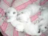 West Highland White Terriers - Price: $400.00