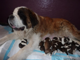 Saint Bernard pups for sale - Price: 1700