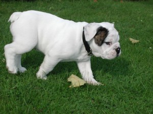 cute adorable english bulldog available for you..(647) 795-7368