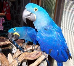 good luking hyacinth macaw parot for xmas. text us at  (734) 888-8008