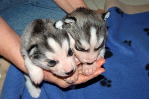 cute adorablesiberian husky puppies bulldog available for you..(647) 795-7368