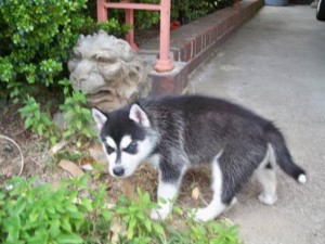 Gorgeous Siberian Husky Puppies for any pet loving home(9033458278)