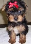 Male and female tea cup yorkie pups  Text us at (  (631)494-4786 )