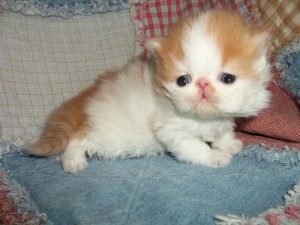 Gorgeous Red Tabby And White Pure Persian Kitten great Christmas Surprise!