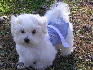 ADORABLE MALE AND FEMALE MALTESE PUPPIES FOR FREE ADOPTION