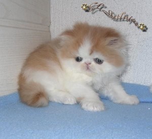 Adorable Male And Female Persian Kitten Available For Any Good Homes