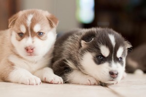 Two Blue Eyes Siberian Husky ready for X-mass home