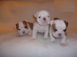 Top Quality, Kc Reg, Pedigree Bulldog Puppies For Xmass